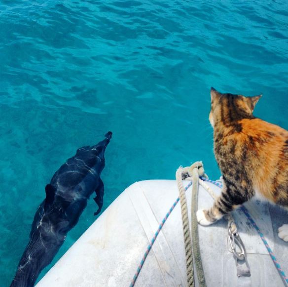 the cat and a dolphin