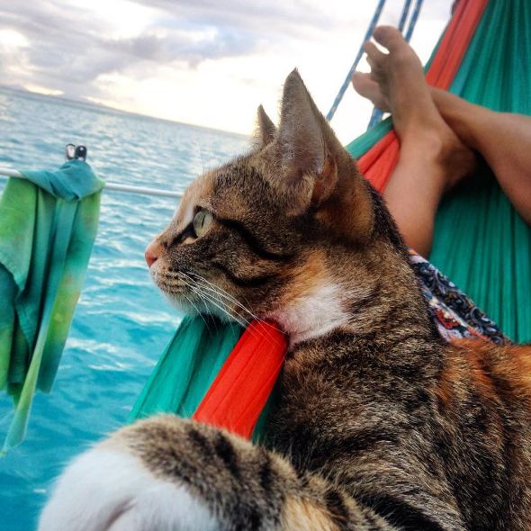 Cat on a sailboat