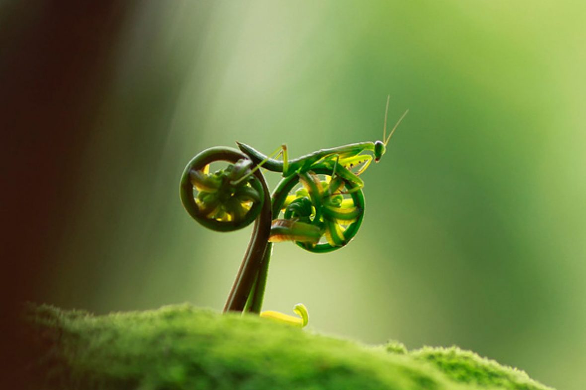 amazing-grasshopper