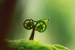 amazing-grasshopper