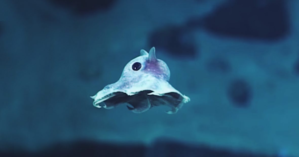 deep-sea-creatures