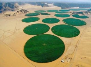 fields