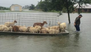 animales