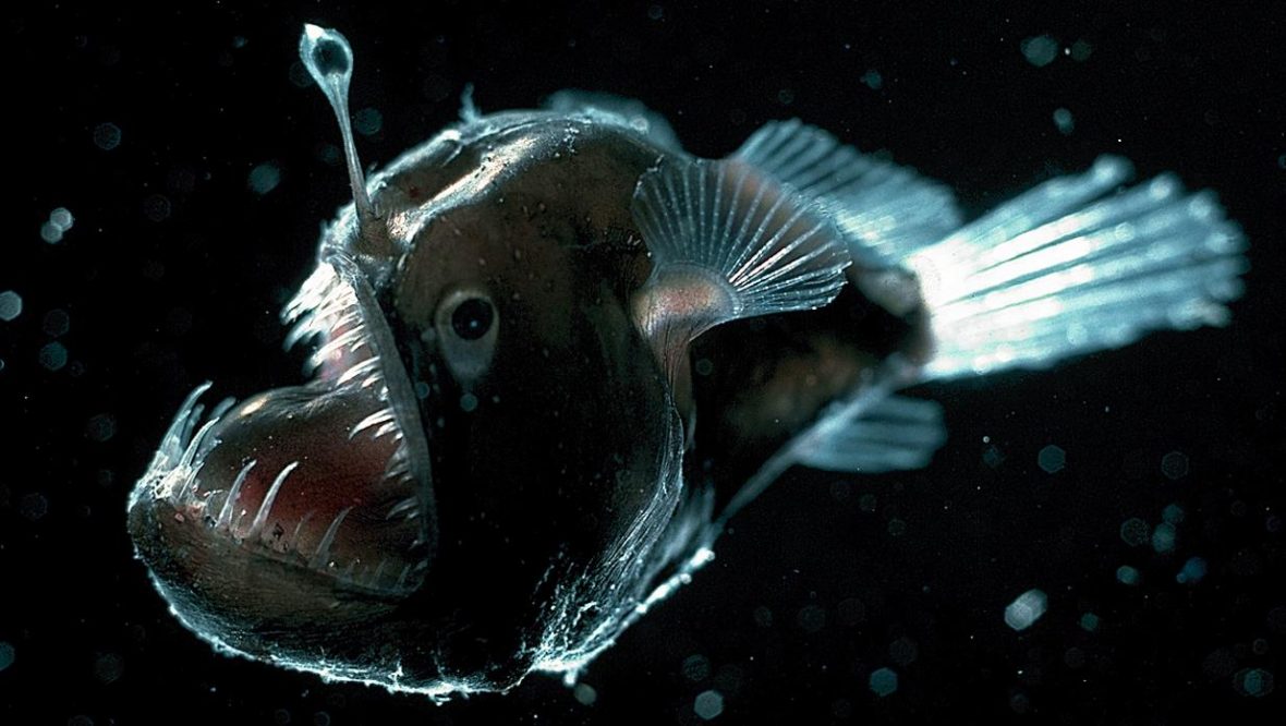 deep-sea-anglerfish