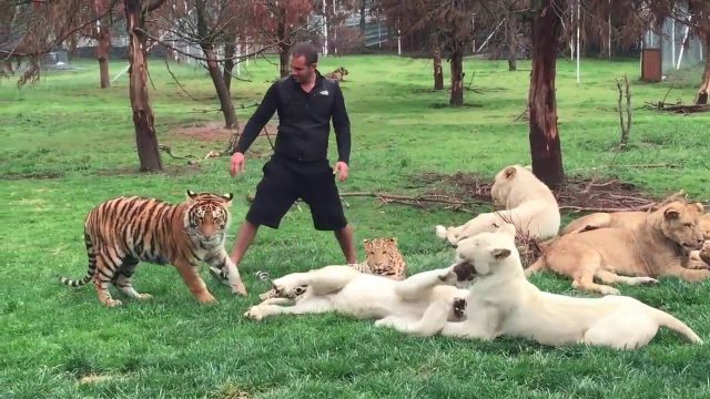 Тигр спас сотрудника заповедника от леопарда!
