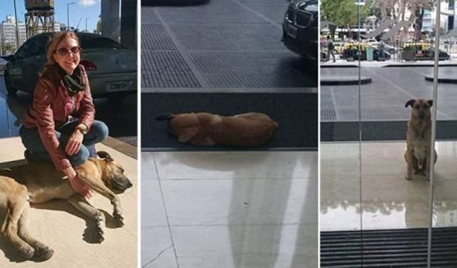 Стюардесса стала хозяйкой собаки, которая 6 месяцев ждала её за пределами отеля