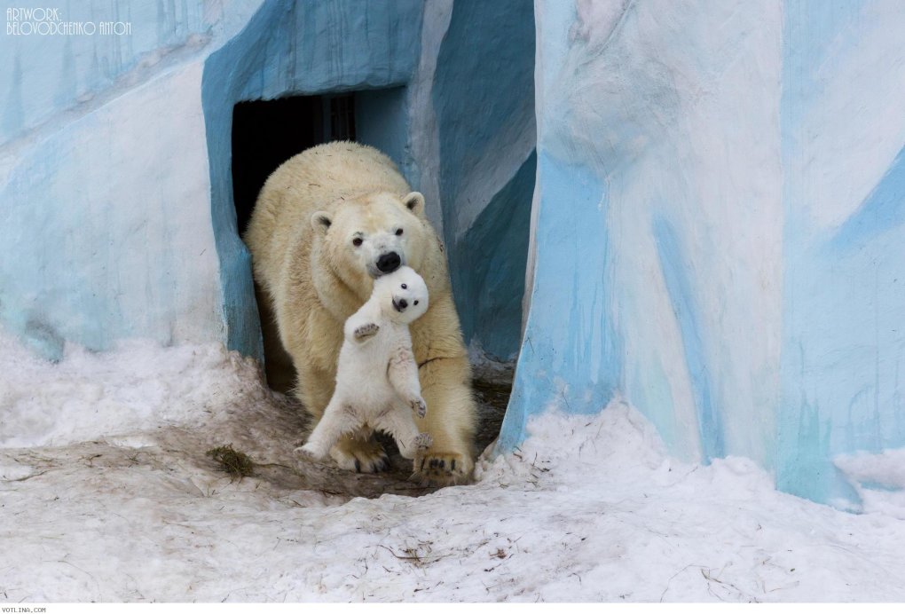 cute-baby-polar-bears-s2048x1390-451203-1020[1]