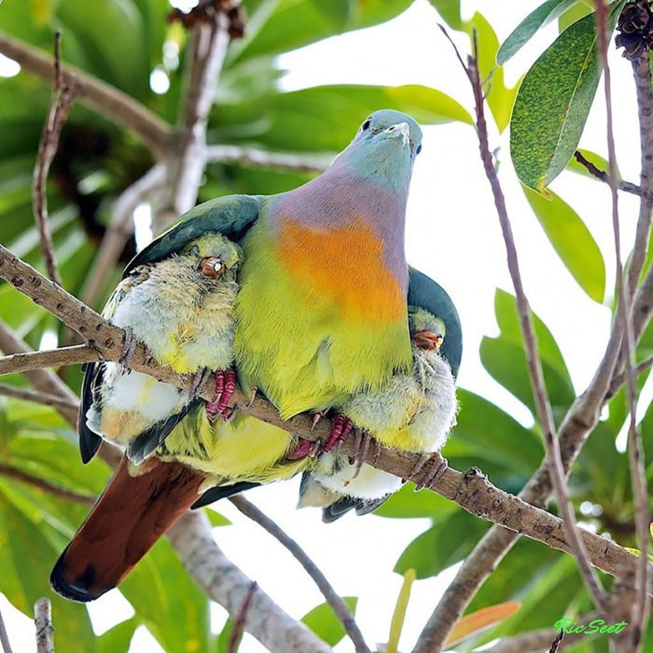 تصاویری عاشقانه از مهر مادری پرندگان рис 4