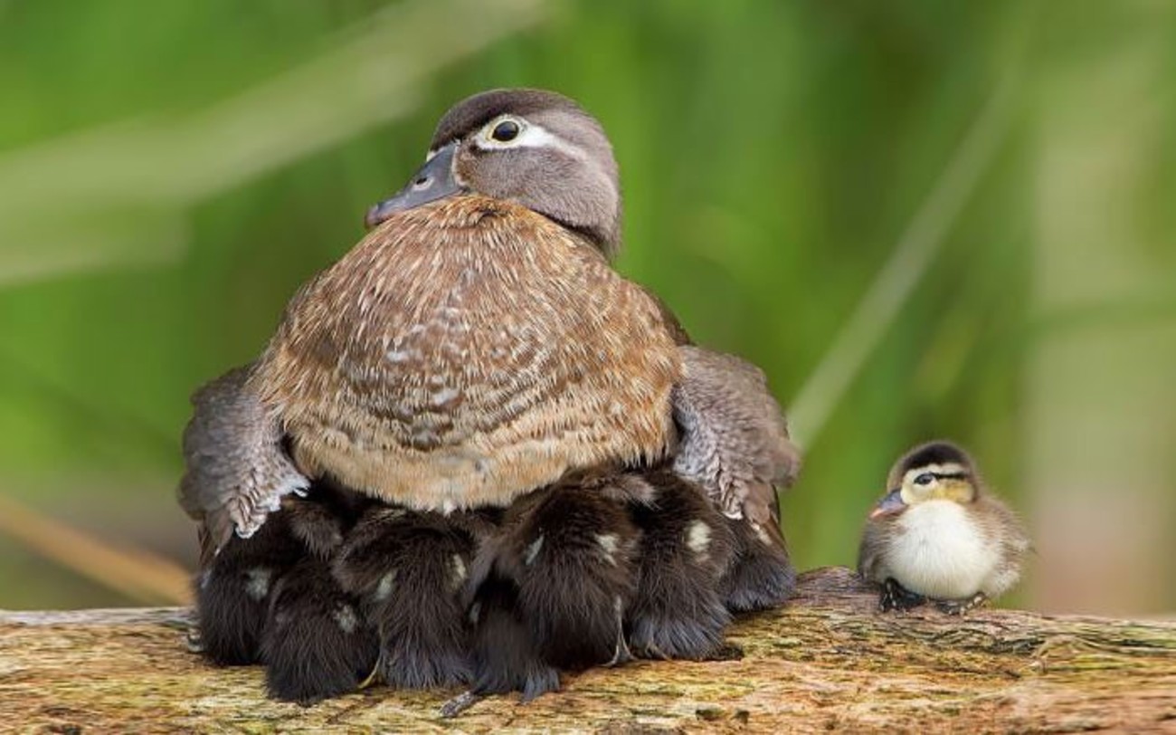 تصاویری عاشقانه از مهر مادری پرندگان