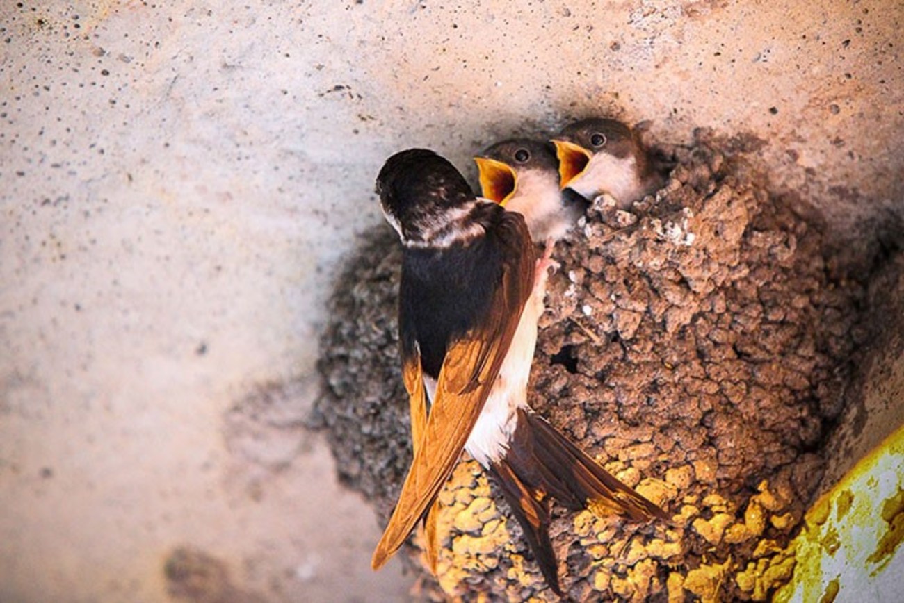 تصاویری عاشقانه از مهر مادری پرندگان рис 15