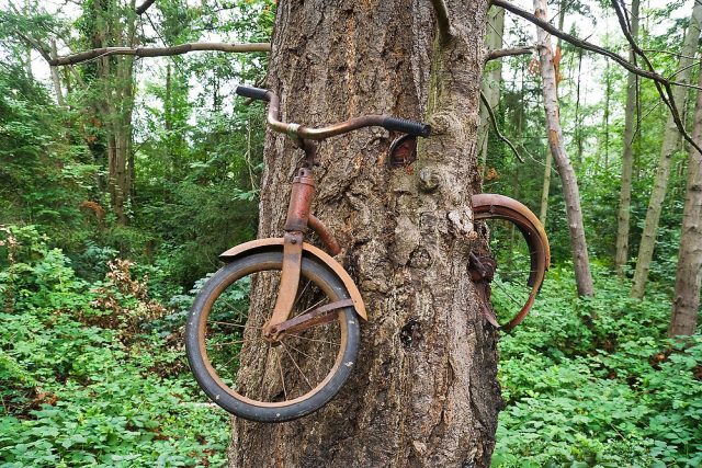 A bicycle inside a tree