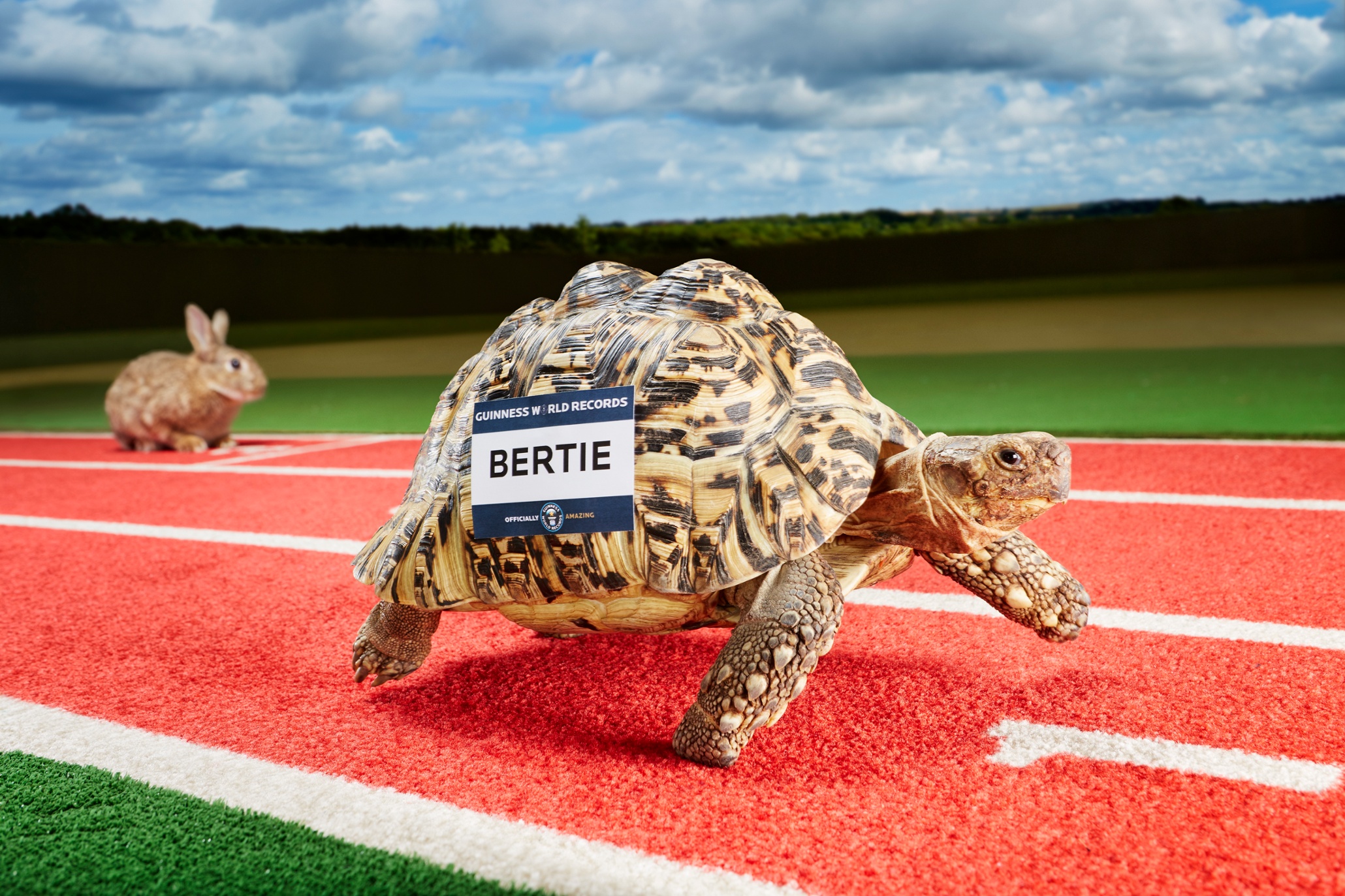 Bertie - Fastest Tortoise Guinness World Records 2015 Photo Credit: Paul Michael Hughes/Guinness World Records