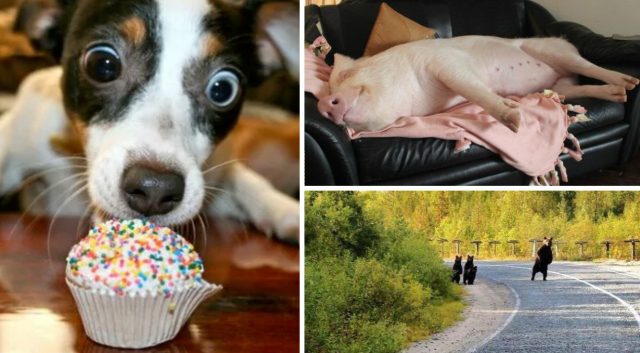 Они как люди! 20 животных, в которых каждый узнает самого себя
