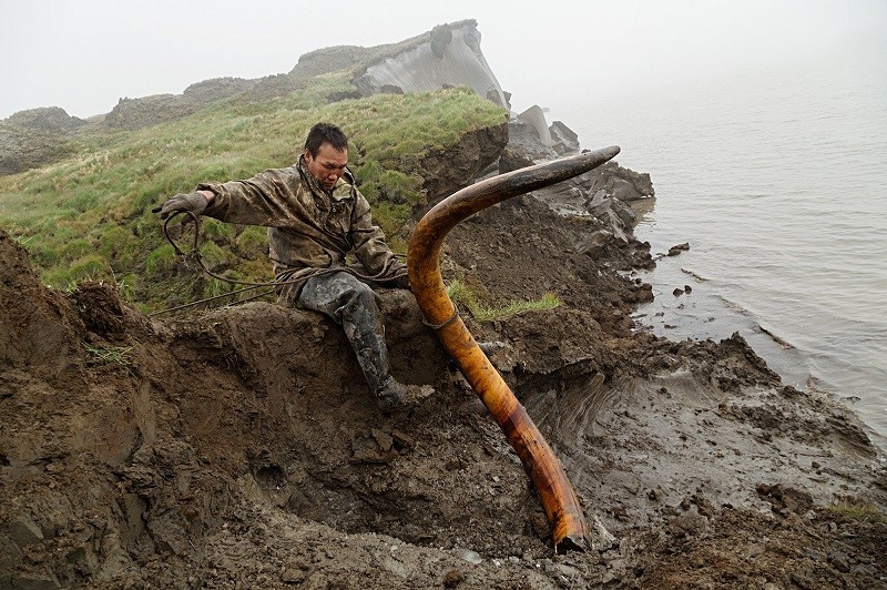 mammoth-tusk-finder-digging-river-bank
