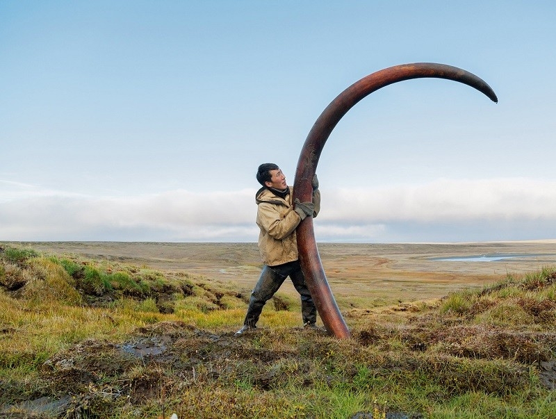 mammoth-tusk-finder-siberia