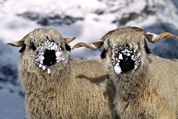 valais-blacknose-sheep-14-5810a86590a9e__700