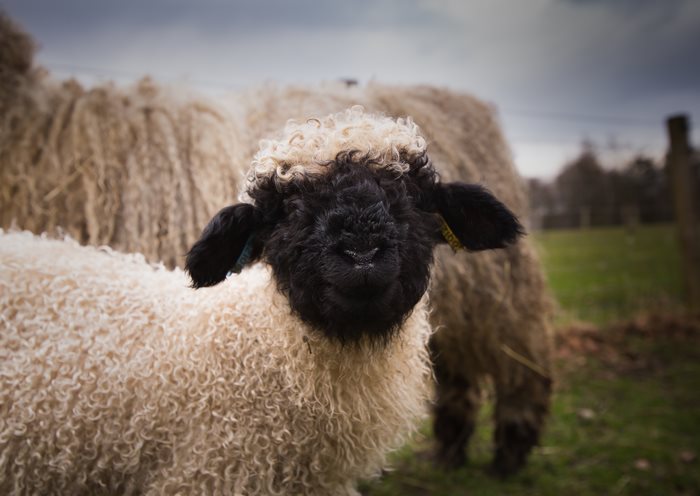 valais-blacknose-sheep-15-5810a868633df__700