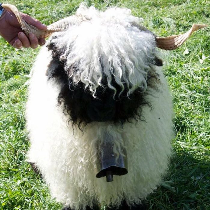 valais-blacknose-sheep-27-5810a886cf110__700