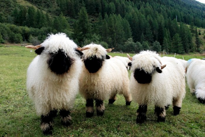 valais-blacknose-sheep-9-5810a858884be__700