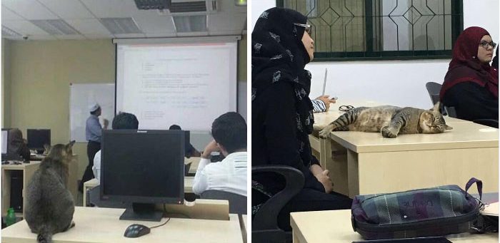 cat-sleeps-university-lecture-malaysia-21