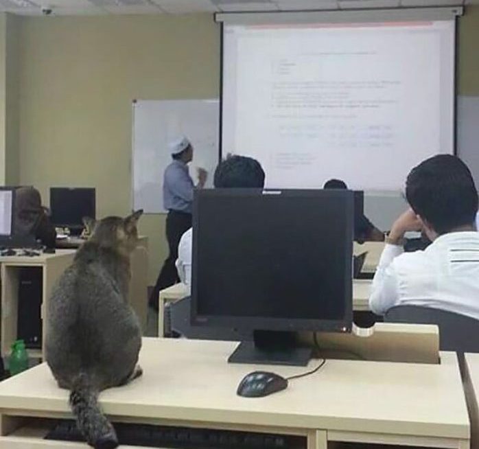 cat-sleeps-university-lecture-malaysia-31