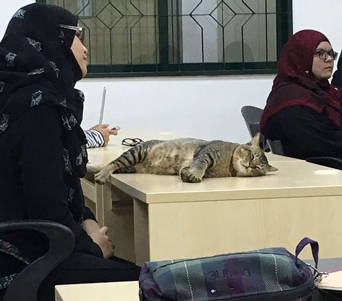 cat-sleeps-university-lecture-malaysia-41