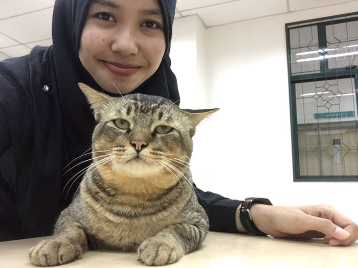 cat-sleeps-university-lecture-malaysia-51