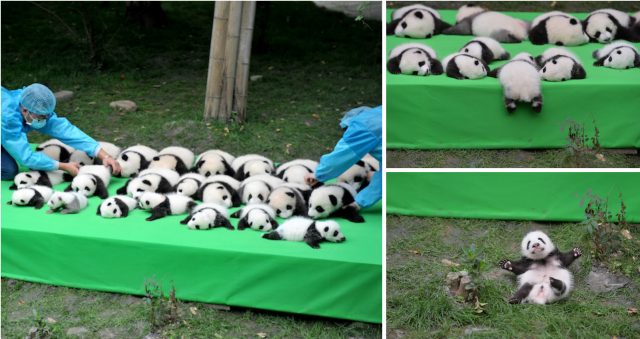 Осенний пандопад в Китае: “летающий” малыш панды стал звездой интернета