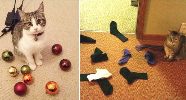 Коты-клептоманы и их коллекции: как стащить всё, что плохо лежит :)