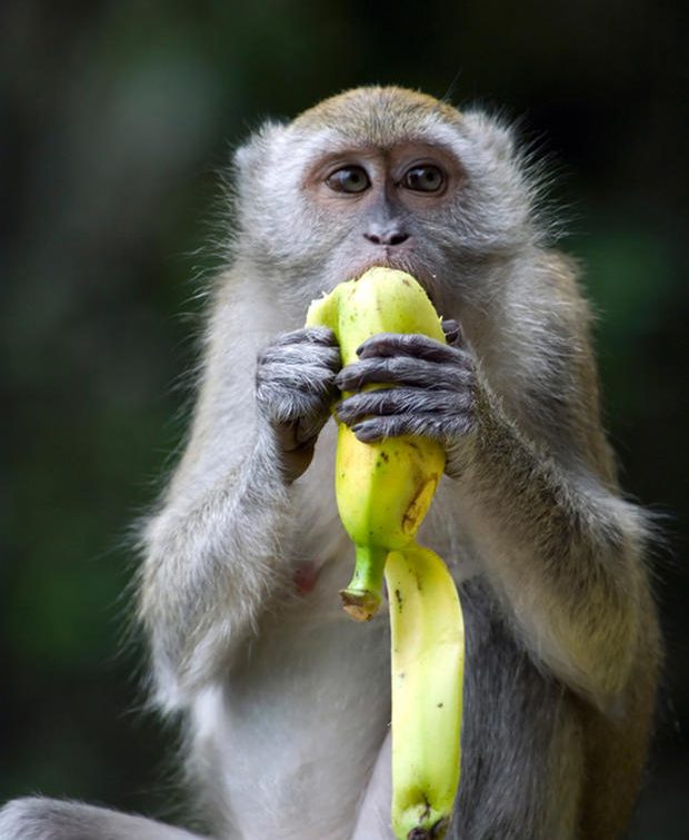 Lovely macaque eating a banana and looking at the camera