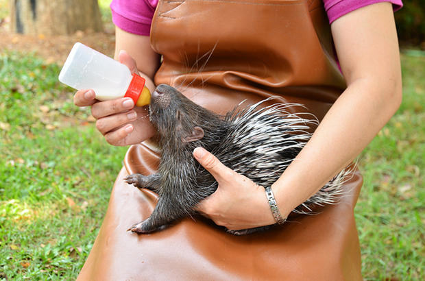 zookeeper feeding baby porcupine