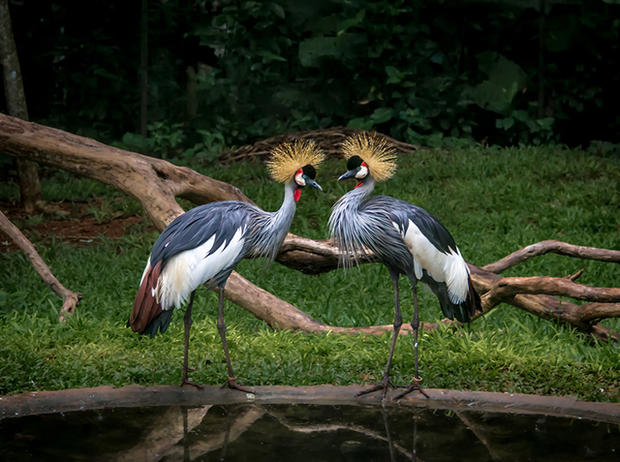 Two grey crowned cranes