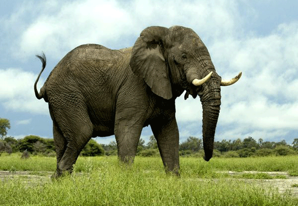 15elephant
