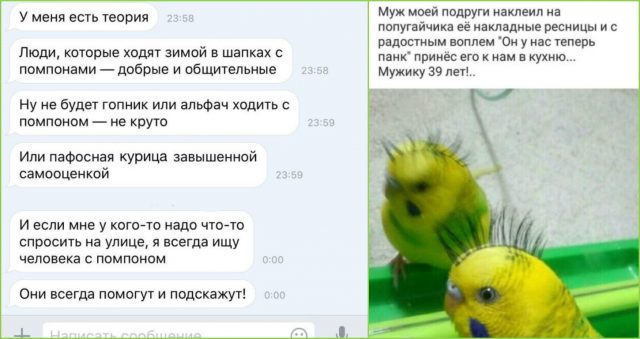 Почему Кеша стал панком? Подборка «юморинок» из социальных сетей