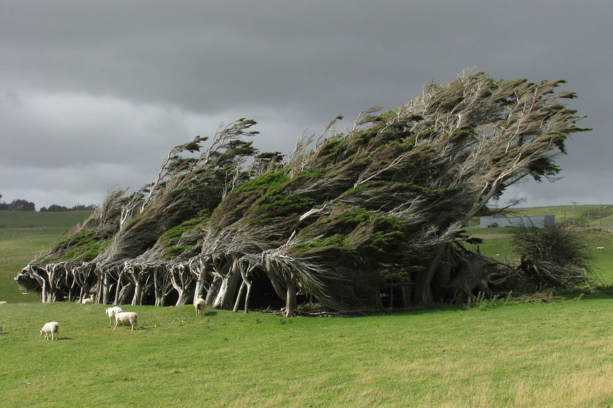 04-Swept-Trees-In-New-Zealand
