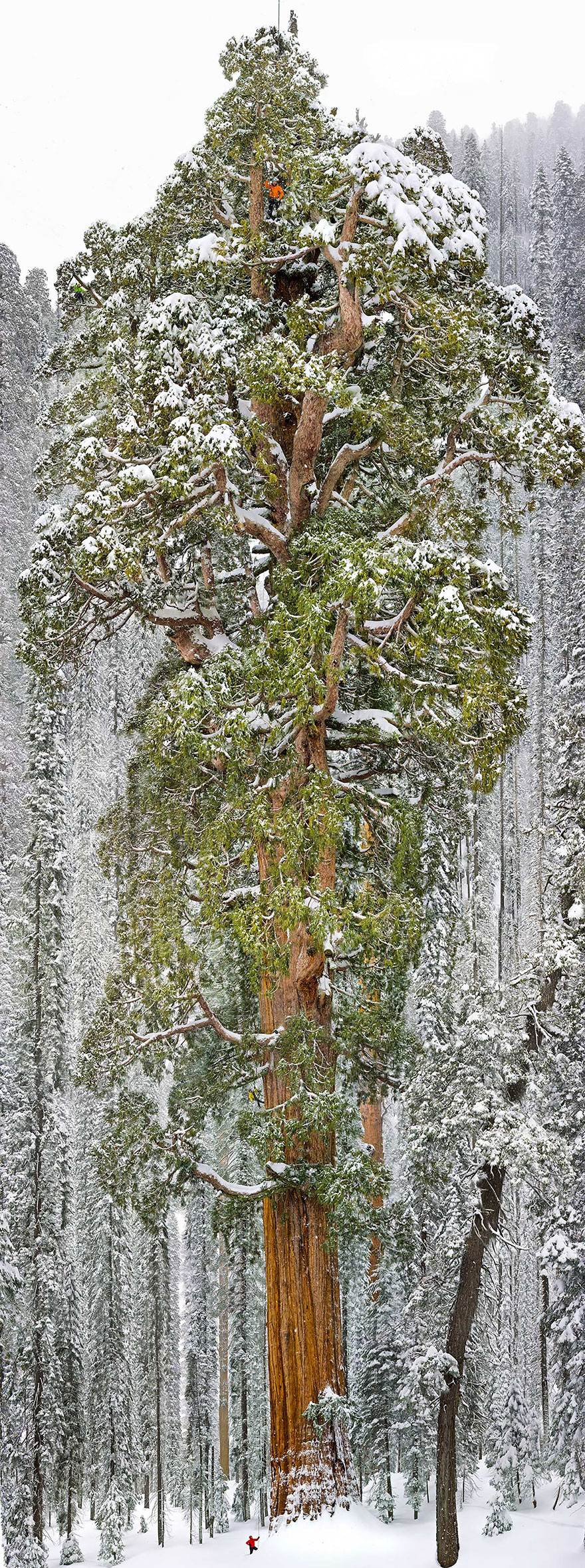 12-Largest-Giant-Sequoia