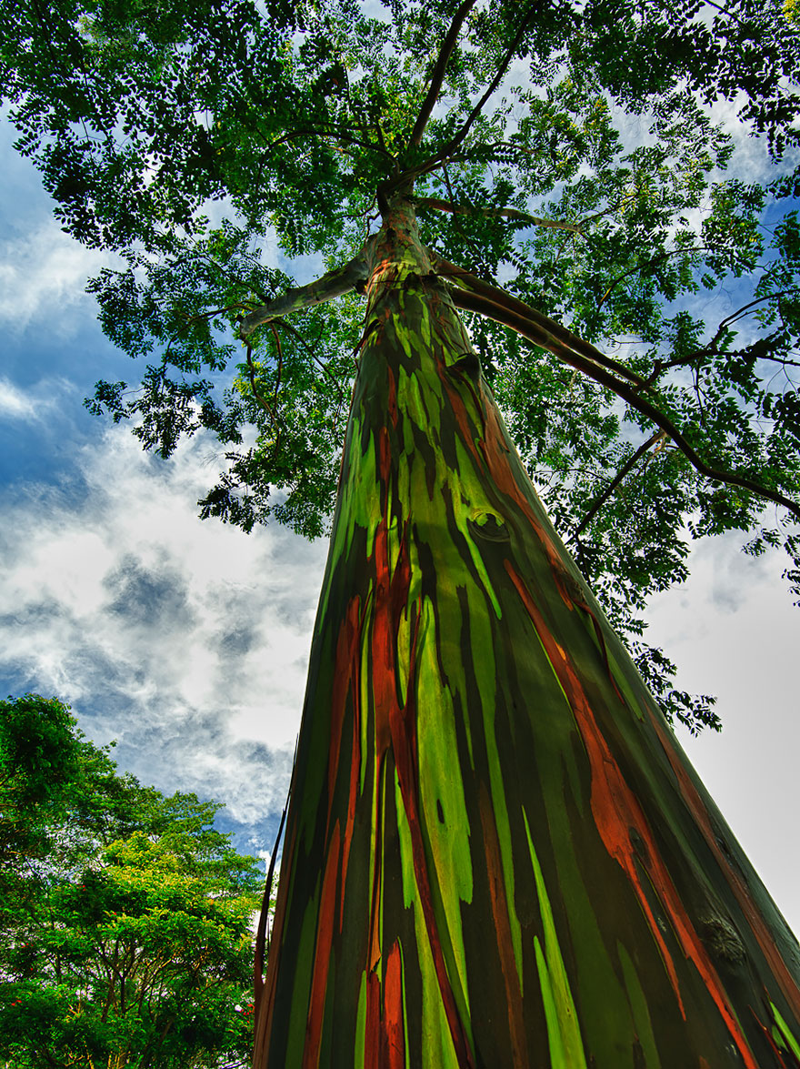 14-Rainbow-Eucalyptus-In-Kauai
