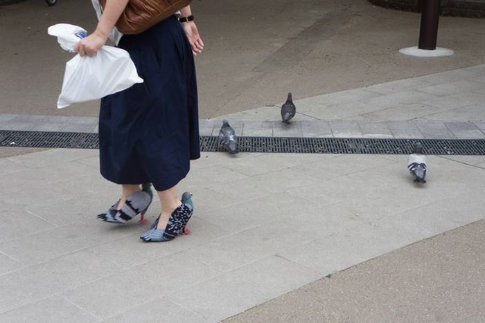 shoes_pigeons_01
