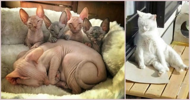 Котики на ночь! :) 15 забавных морд, которые будут тебе сегодня сниться…