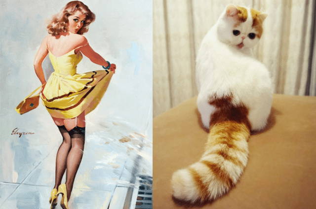 Кошки - лучшие фотомодели! 13 самых талантливых котов, которые позируют как пин-ап модели)