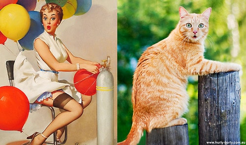 Кошки - лучшие фотомодели! 13 самых талантливых котов, которые позируют как пин-ап модели) рис 2