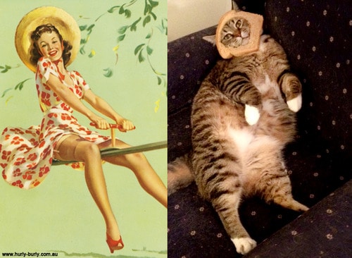 Кошки - лучшие фотомодели! 13 самых талантливых котов, которые позируют как пин-ап модели) рис 5