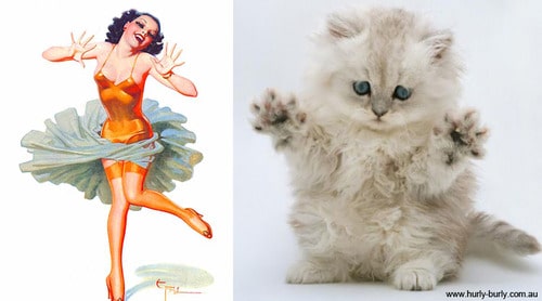 Кошки - лучшие фотомодели! 13 самых талантливых котов, которые позируют как пин-ап модели) рис 7
