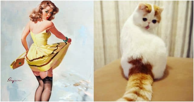 Кошки – лучшие фотомодели! 13 самых талантливых котов, которые позируют как пин-ап модели)