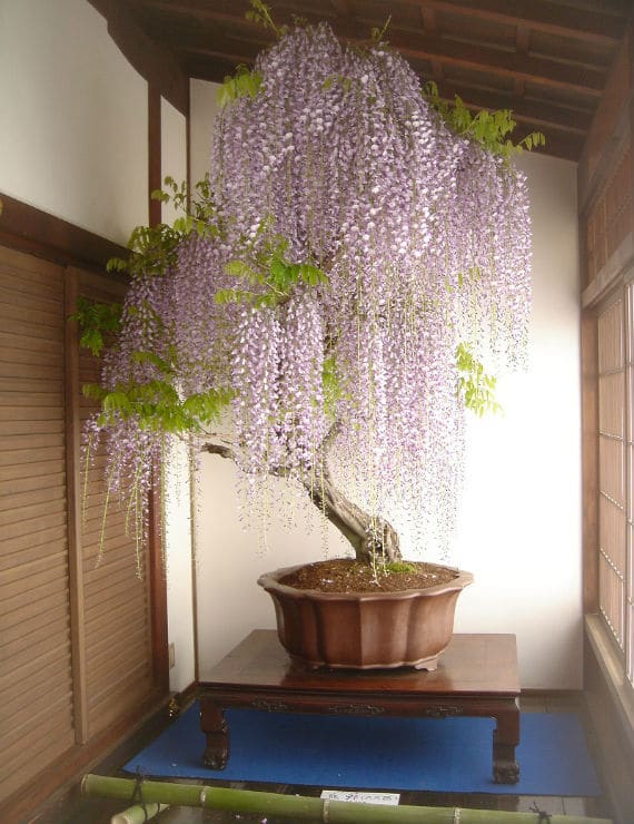 Банзай бонсай! Выращиваем дома… декоративное дерево! рис 6