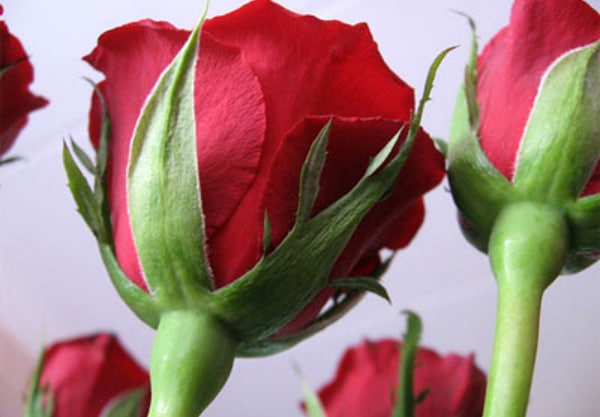 Признаки свежести цветов: как сделать так, чтобы капризные розы стояли в вазе, как оловянные солдатики? :) рис 2