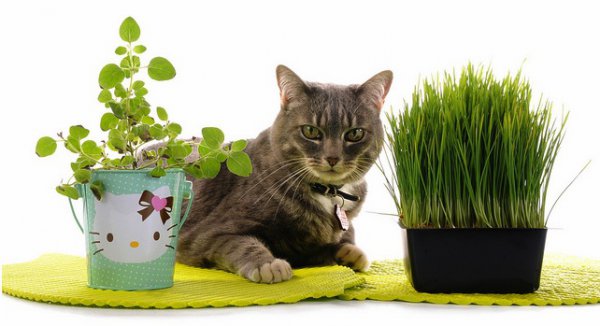 Мяу! Хрум! Комнатные цветы и кот в доме: защищаем их друг от друга) рис 5