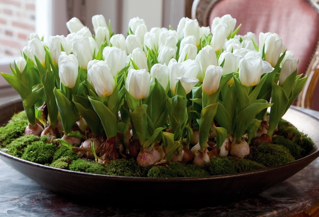 Чудо жизни к Новому году: как вырастить тюльпаны, крокусы и гиацинты за полтора месяца? рис 3