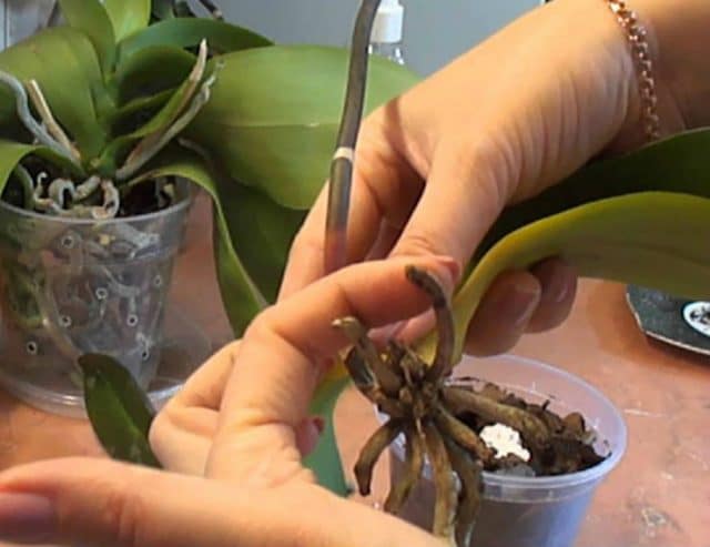 Прихотливая кокетка! Реанимируем орхидею с помощью активированного угля рис 3