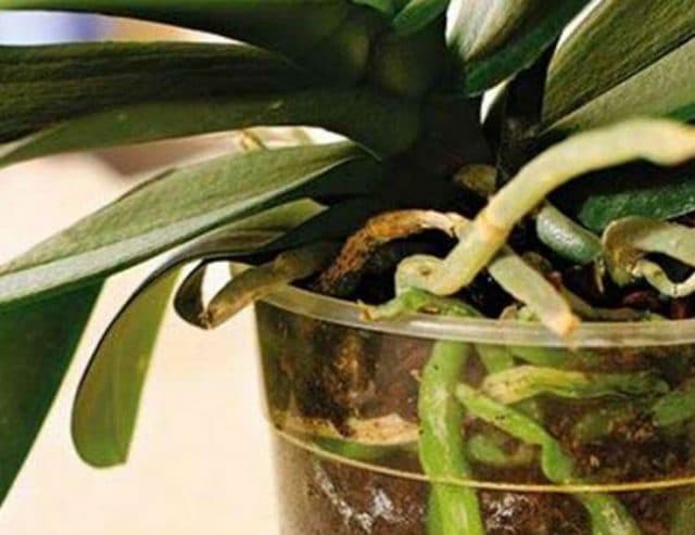 Прихотливая кокетка! Реанимируем орхидею с помощью активированного угля рис 4
